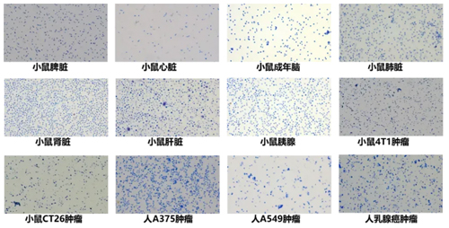 高效提取与分离细胞核