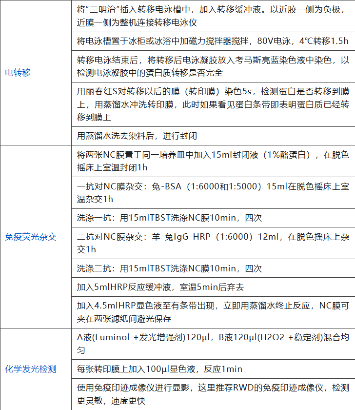 Western Blot实验的难点和痛点