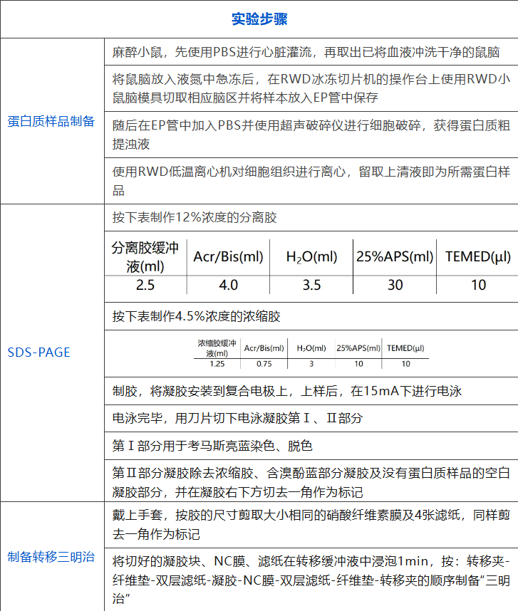 Western Blot实验的难点和痛点