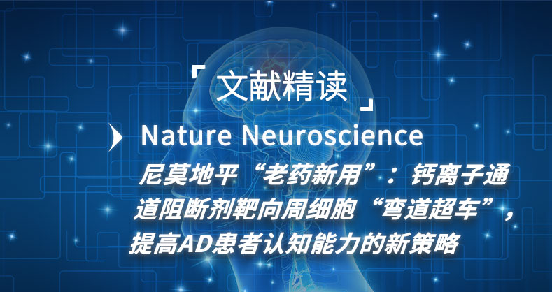 尼莫地平“老药新用”：钙离子通道阻断剂靶向周细胞“弯道超车”，提高AD患者认知能力的新策略