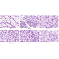 小鼠乳腺组织病理制片指南 - 瑞沃德资源中心